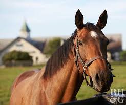 Image result for kentucky Derby