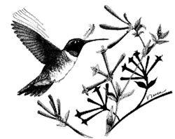 Active tail movement while feeding, white collar contrasts with male's throat. Hummingbirds