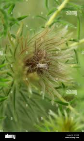 Image result for Phylica emirnensis