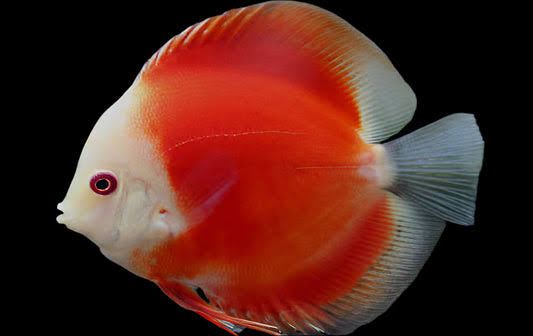 DISCUS RED MARLBORO *Symphysodon aequifasciatus* 3" – Aquarists Across Canada