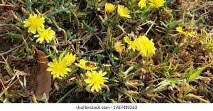 Image result for Launaea