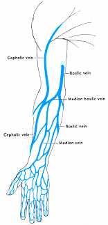 Between arteries and veins, there is a network of. Diagram Diagram Of Veins In Your Arm Full Version Hd Quality Your Arm Tvdiagram Premioraffaello It
