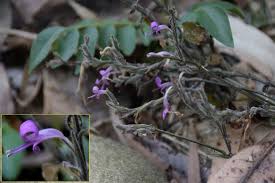 Image result for Hypoestes triflora