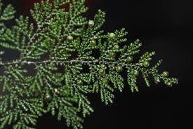 Image result for Hymenophyllum kuhnii