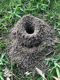 Boiling water is something that can make short work of anthills if you want to eliminate them. How To Get Rid Of Ant Hills From Your Lawn Five Ways Express Co Uk