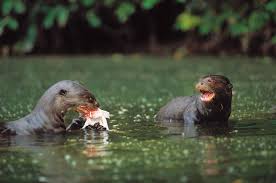 Oct 25, 2013 · giant river otters grow to be about 70 pounds (31 kilograms), says the nature conservancy. Saving The World S Biggest River Otter