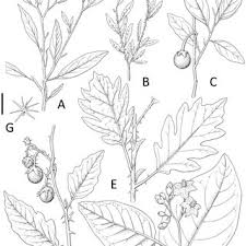 Image result for Solanum campylacanthum 'panduriforme type'