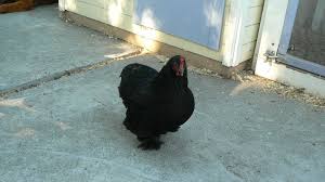 Unlike hens, roosters generally have a leader, and the only way you can spot their leader is through crowing. The Crowing Hen Update Hanbury House