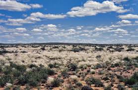 Image result for Plinthus karooicus