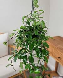 Image result for Hoya