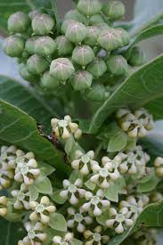 Image result for Asclepias longirostra