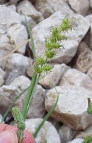 Image result for Cenchrus incertus