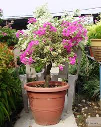 This amazing colorful vine is grown extensively as a landscaping shrub and potted plant throughout much of the tropics and the. Pokok Bonsai Bunga Kertas Contoh Bonsai