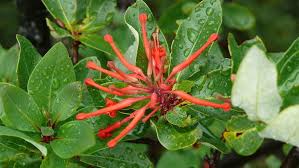 We did not find results for: Embothrium Coccineum Alchetron The Free Social Encyclopedia