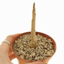 Image result for Entandrophragma caudatum