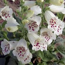 Image result for Digitalis purpurea alba/ red spots