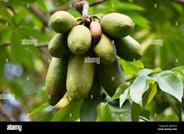 Image result for Oxalidaceae