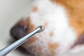 The toxin from the spider bite was minimized and contained within the area that she was first bitten, which the body discarded. When Creepy Crawlers Attack Your Pet