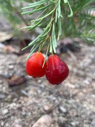 Image result for Eugenia aschersoniana