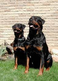 The males are somehow bigger than the females and weigh more. Rottweiler Breed Infomation
