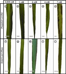 Image result for Paspalum urvillei
