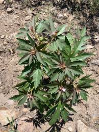 Image result for Jatropha erythropoda