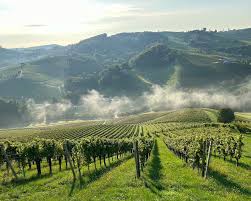 Image result for Austrosynotis