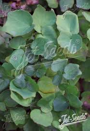 Image result for Blyxa hexandra