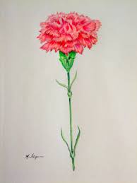 Carnation Flower Drawing My Artbox Carnation 9x12 Colored Pencil Study On Strathmore Pastel Pencil Drawings Of Flowers Flower Drawing Carnation Tattoo