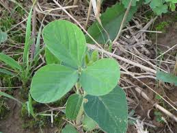 Image result for Rhynchosia resinosa