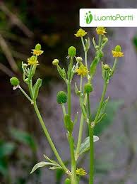 Image result for Ranunculus sceleratus