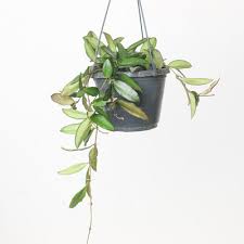 Image result for Wajira grahamiana