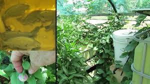 Aquaponic Update Rampant Sweet Potato Happy Fish 23rd Dec 2013 Youtube