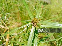 Image result for Kyllinga squamulata