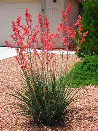 There are 235 red yucca plant for sale on etsy, and they cost $13.79 on average. Red Yucca Photo This Photo Was Uploaded By Carriedaway4str8 Find Other Red Yucca Pictur Succulent Landscape Design Front Yard Landscaping Desert Landscaping