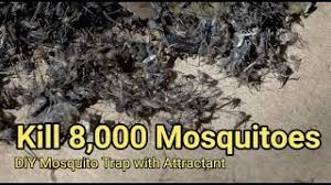 Check spelling or type a new query. Mosquito Trap Diy 8 000 Mosquito Kill Reduce Zika Dengue Malaria Maxxair Fan Co2 Youtube