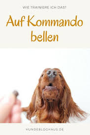Hundetrick Auf Kommando Bellen Oder Gib Laut Hundetricks Hunde Hund Bellt