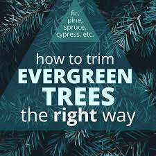 A smarter idea is to thin the branches, making the tree. Why Not To Limb Up Evergreen Trees Dengarden