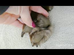 Seby wrote that the growths don't appear to be attached to bone, which might rule out extra toes, unless they are floating toes (as with dewclaws on some dogs). How To Treat An Infected Paw On A Dog Youtube