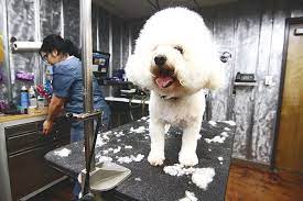 All services are completed in our state of the art grooming van. Best Pet Groomer 2013 Winners San Antonio