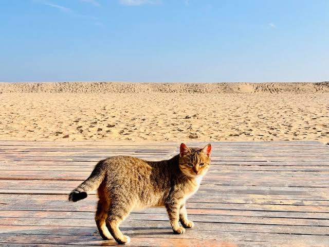Page 6 | Sand cat Photos - Download Free High-Quality Pictures | Freepik