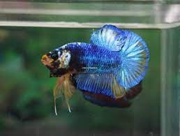 Tropical Fish Healthy Betta Dark Green Yellow Monster Halfmoon Plakad Male Tropical Fish Betta Yellow Monster