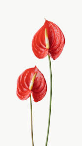Pin On Zimmer Flamingoblume U Flamingo