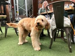 全美第4州新州擬禁寵物租賃