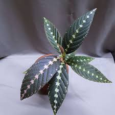 Image result for Leea