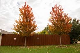 Try red sunset® or october glory® for intense colour. October Glory Maple Available At Treeland Nursery Gunter Tx October Glory October Glory Maple October Glory Maple Tree