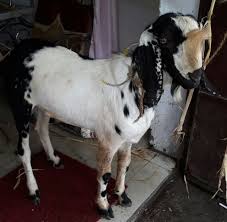 Osmanabadi goats are well known for there disease resistance capability, their disease resistance as compare to other goat breed is more hence considered as the good breed for commercial goat farm. Attar Goat Farm Kolhapur Attar Goat Farm Nandani