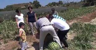 أكبر بطيخة في تركيا تزن 58 كيلوغرام hats ems