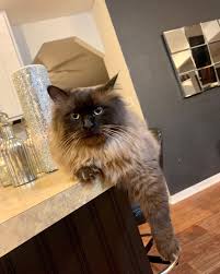 Say hello to Mj, my son. Yes he looks mad 99% of the time.