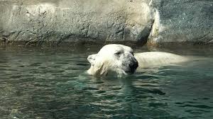 The toronto zoo says the lone surviving polar bear cub of three born last month is making progress a month after being removed from his mother. Newca Com Toronto Zoo Celebrates International Polar Bear Day